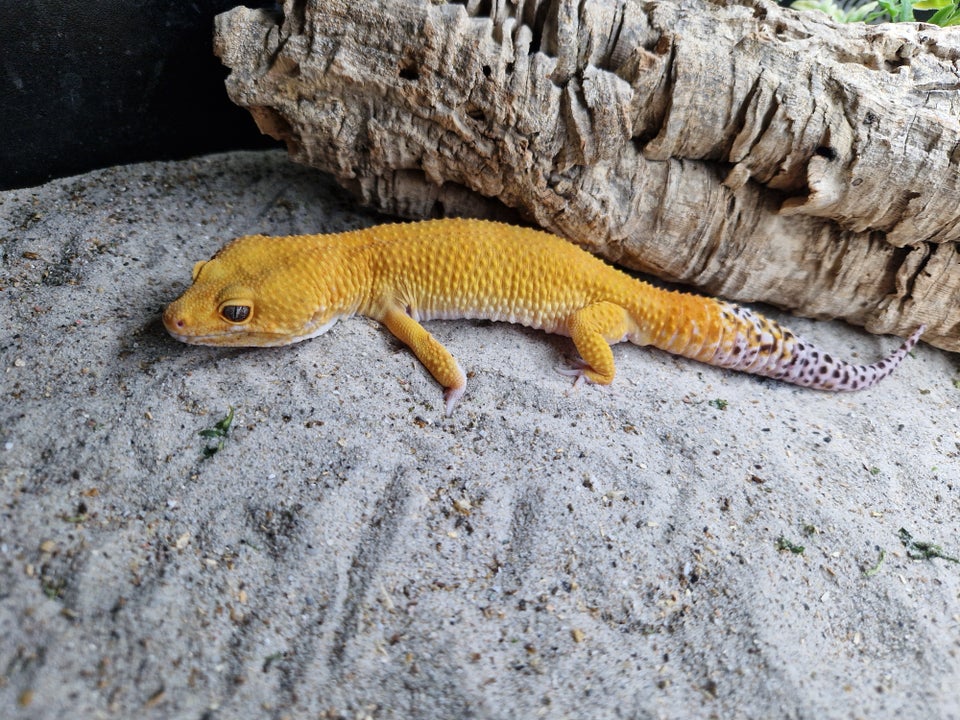 Gekko, Leopardgekko ( Eublepharis