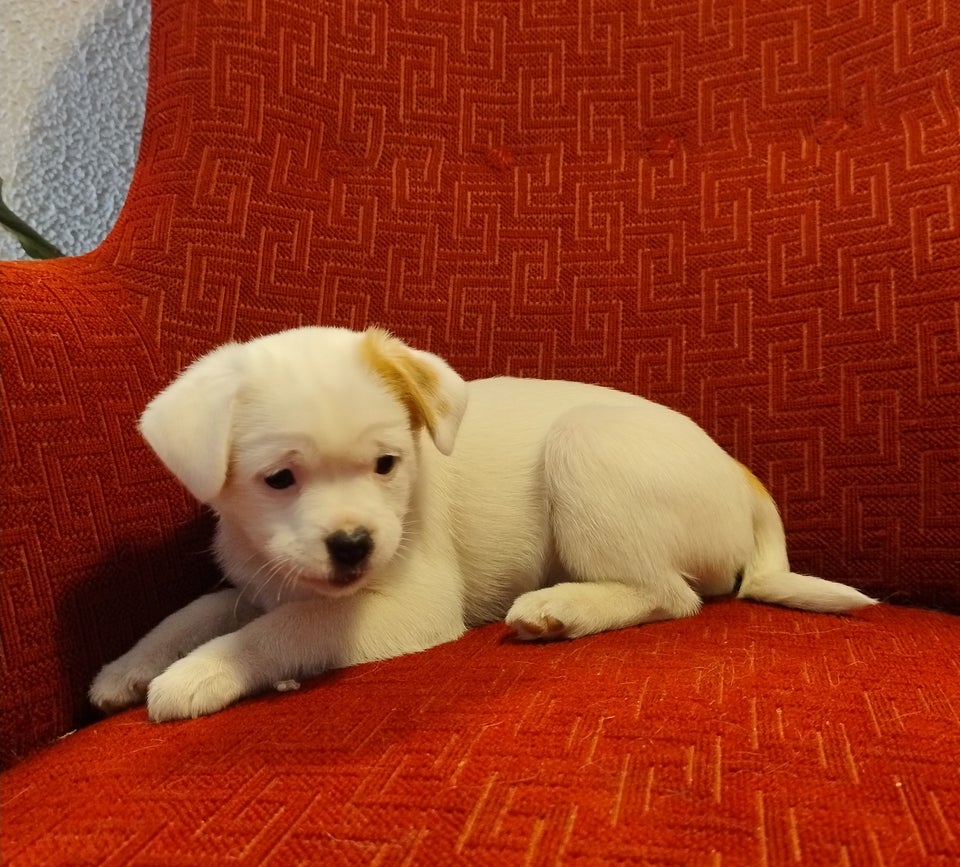 7500kr Jack Russell/Tibetansk