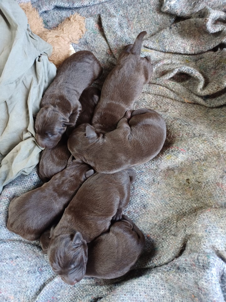 Labrador brun hvalpe 1 uge