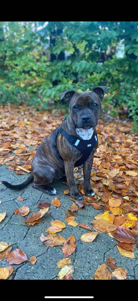 Staffordshire bull terrier, flere