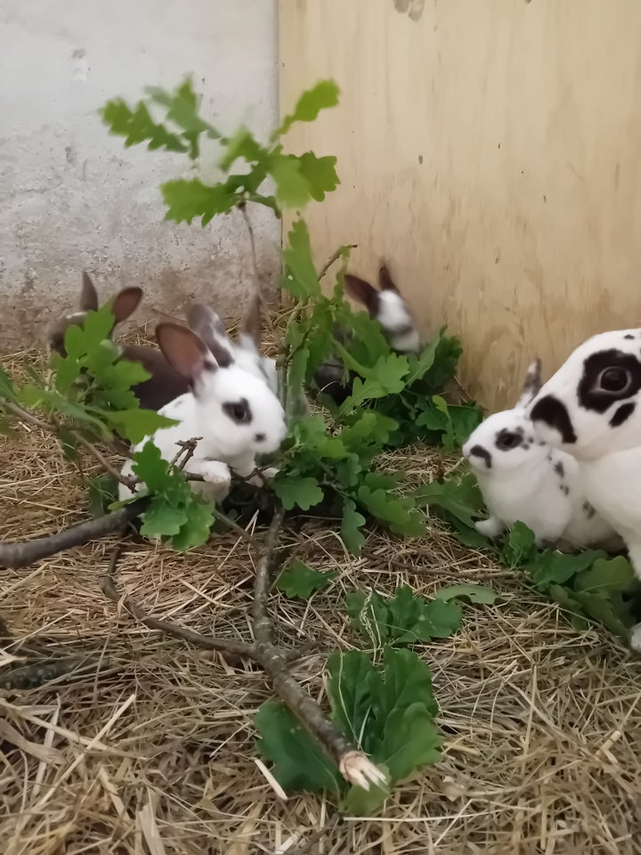 Kanin Lille tysk vædder og rex 0 år