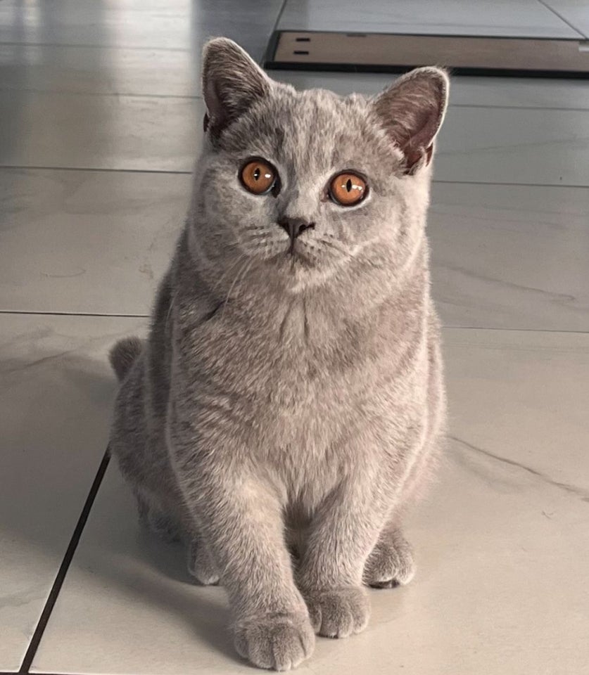 British Shorthair, hankilling, 4