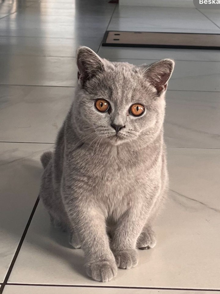 British Shorthair, hankilling, 4