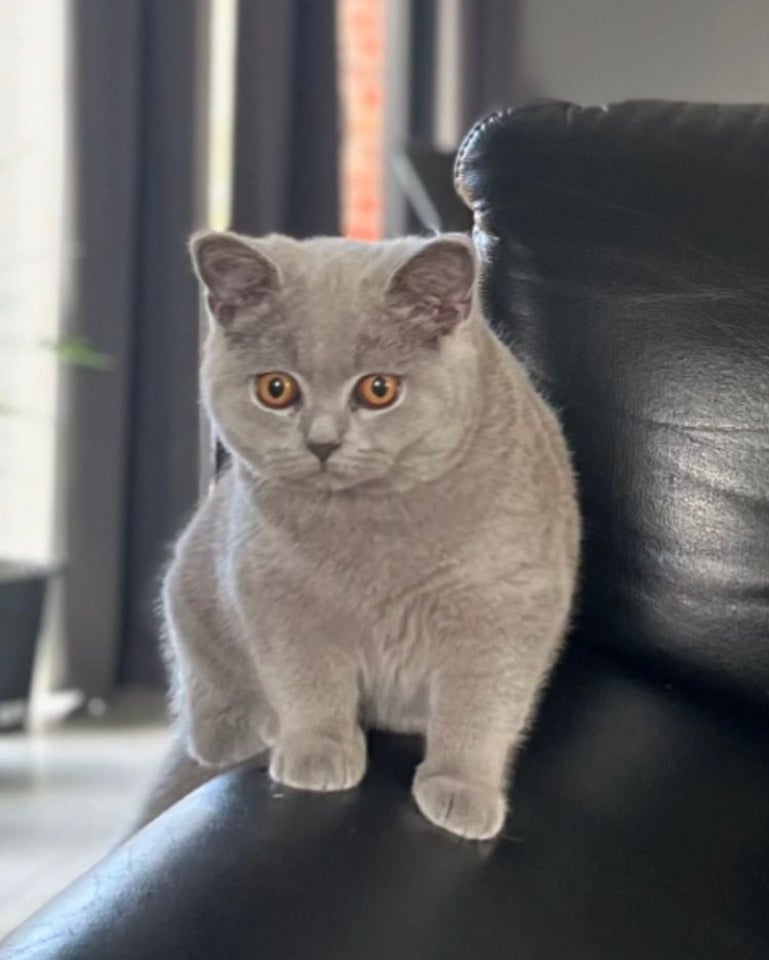 British Shorthair, hankilling, 4