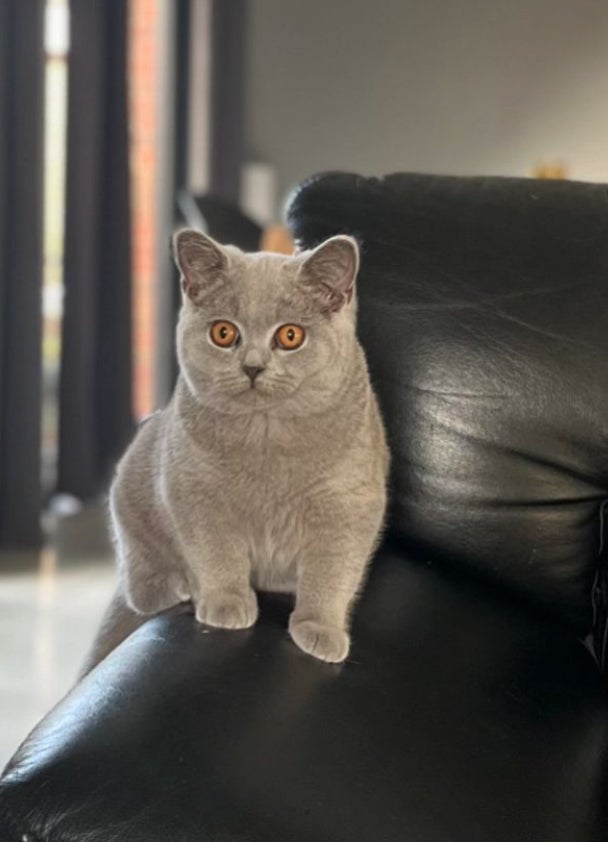 British Shorthair, hankilling, 4