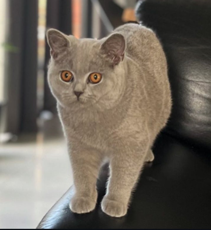 British Shorthair, hankilling, 4