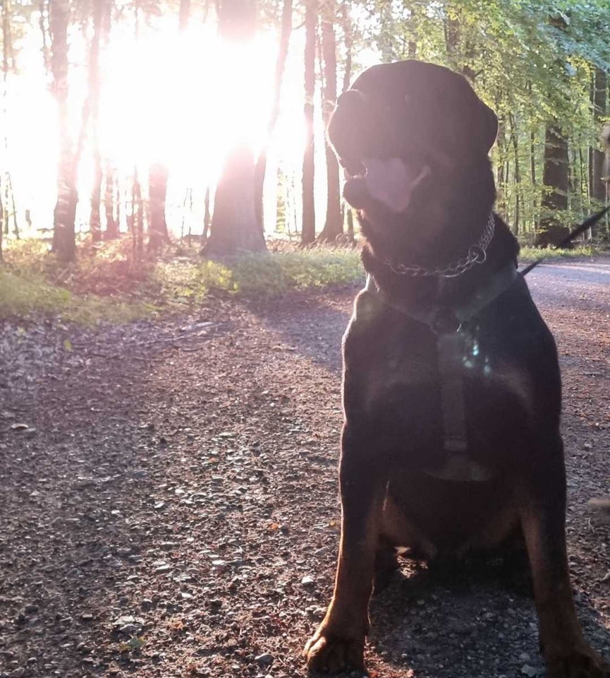 Rottweiler, hund, 5 år