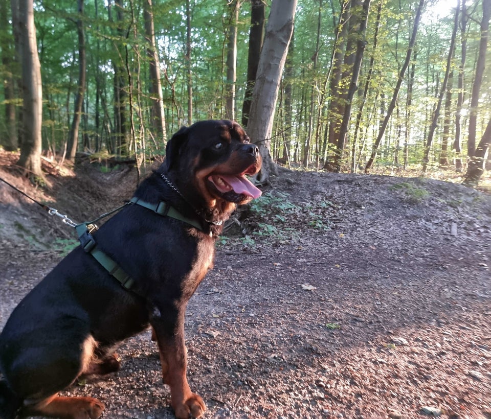 Rottweiler, hund, 5 år