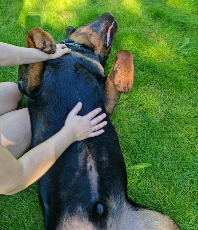 Rottweiler, hund, 5 år