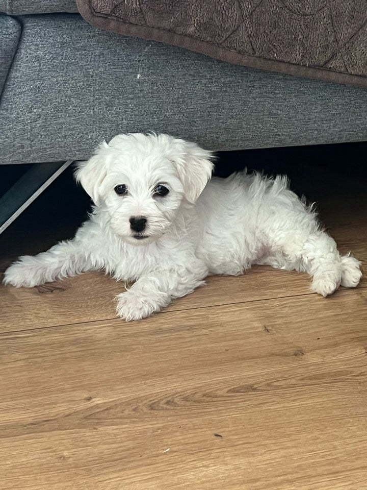 Malteser/Bichon , hvalpe, 7 uger