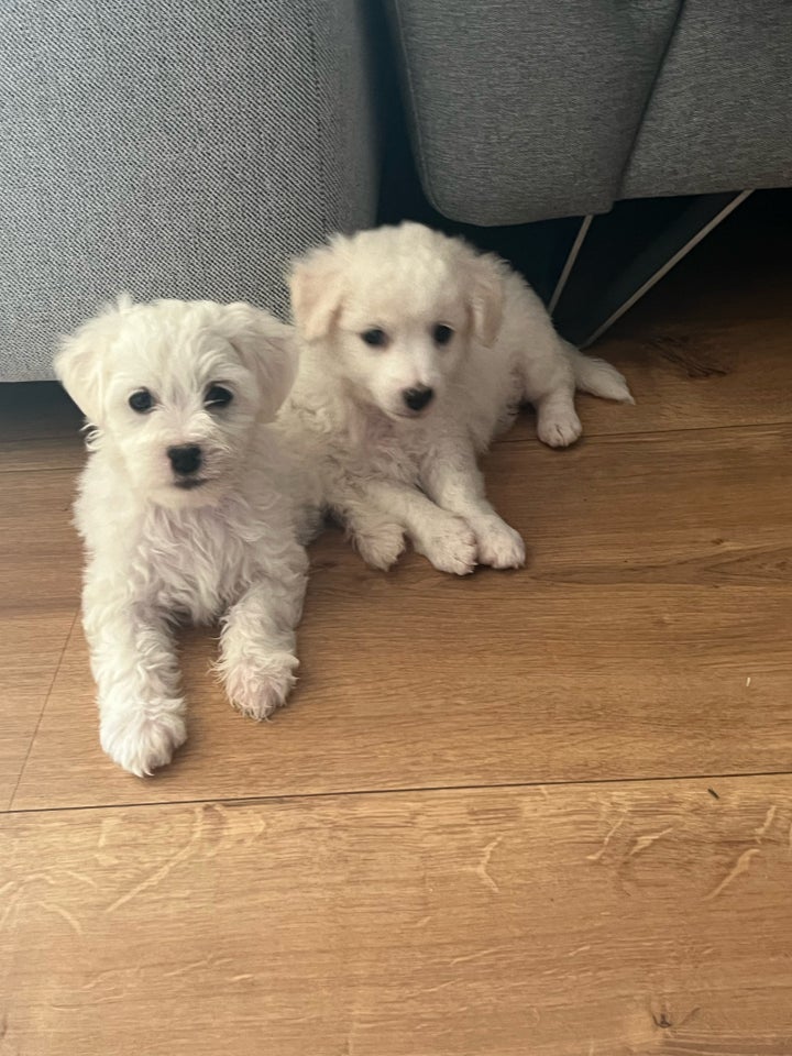 Malteser/Bichon , hvalpe, 7 uger