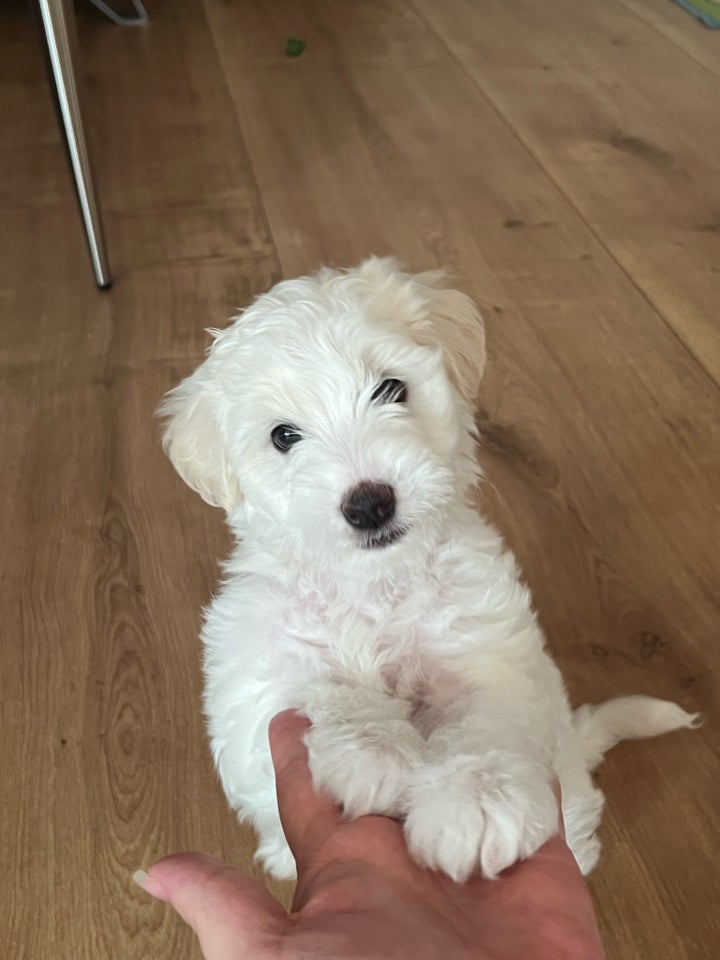 Malteser/Bichon , hvalpe, 7 uger