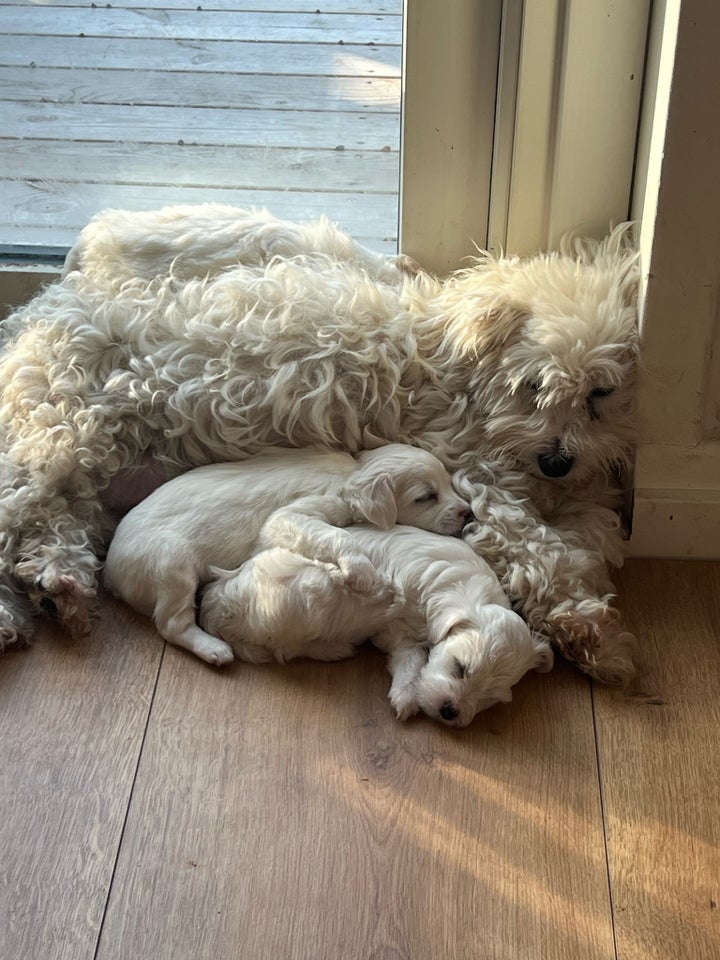 Malteser/Bichon , hvalpe, 7 uger