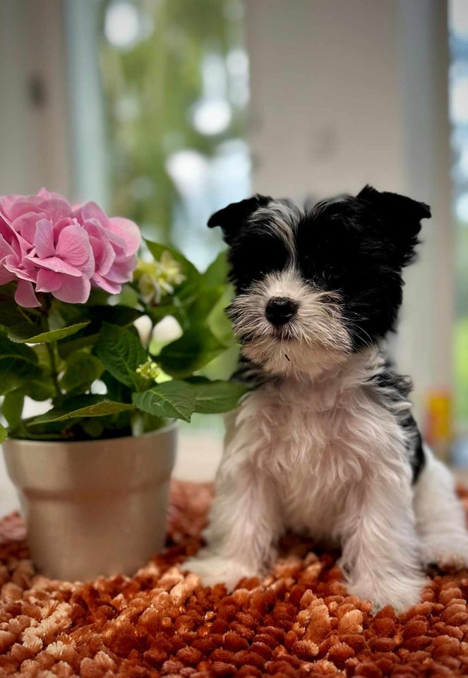 Yorkshire terrier hvalpe 9 uger