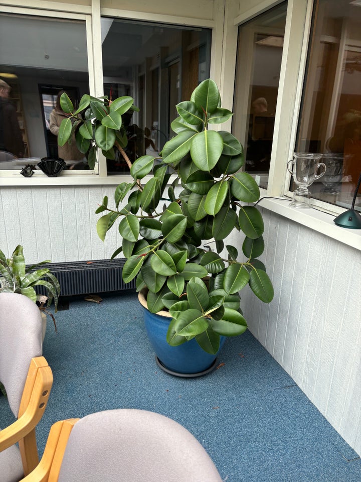 Stor plante