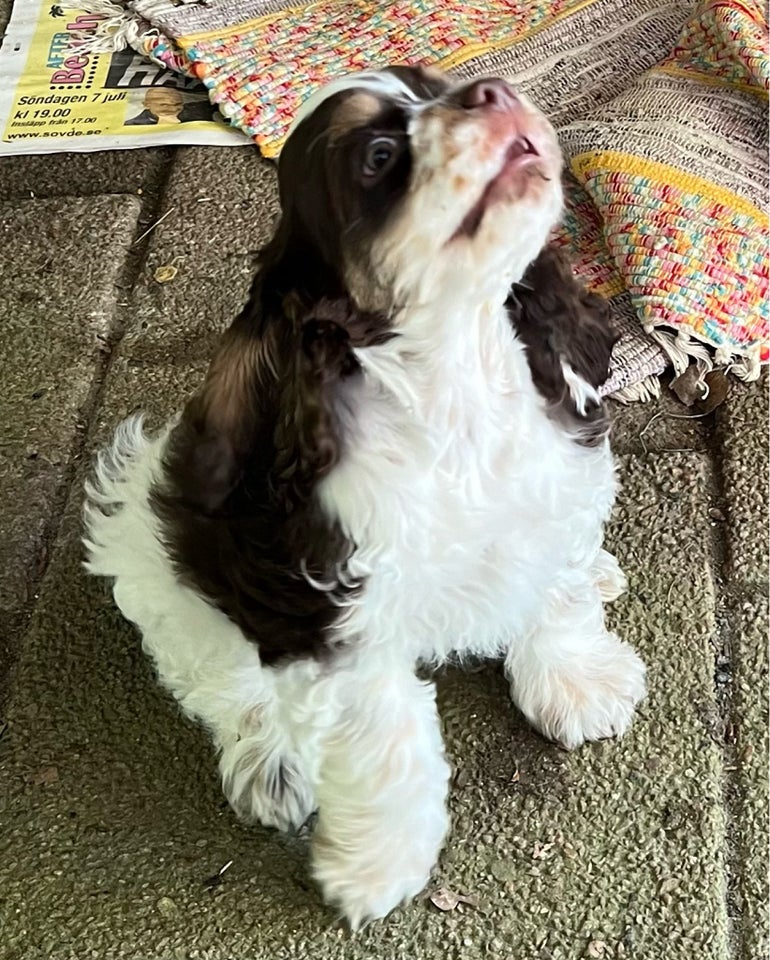 Amerikansk cocker spaniel