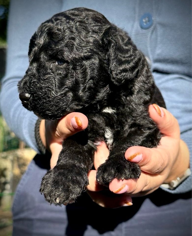 Goldendoodle, Doodle, Golden