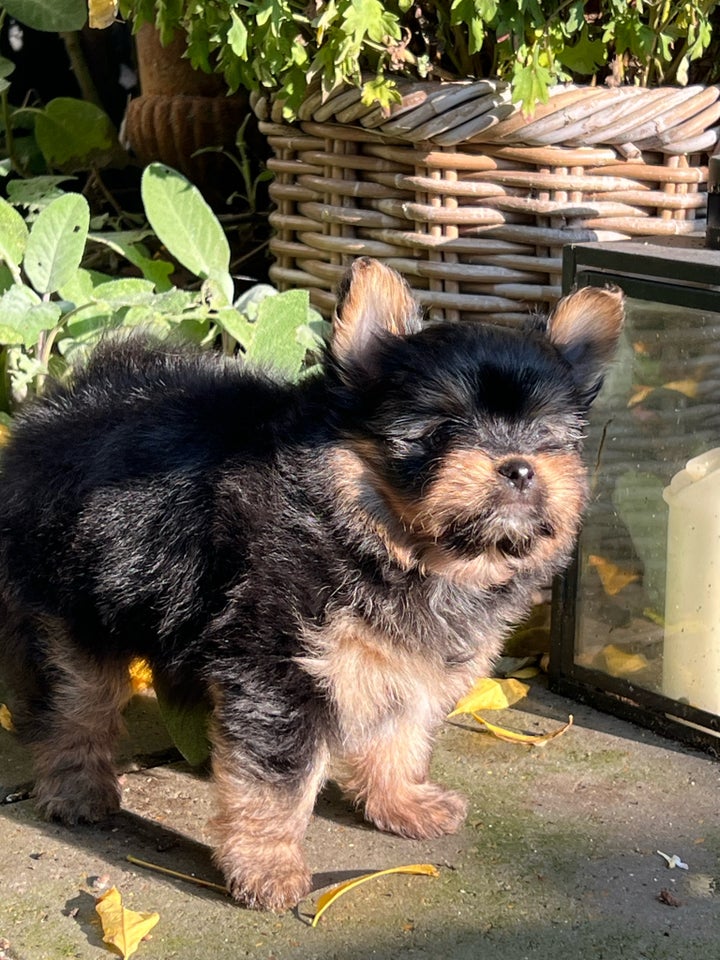 Pomeranian, hund, 5 år