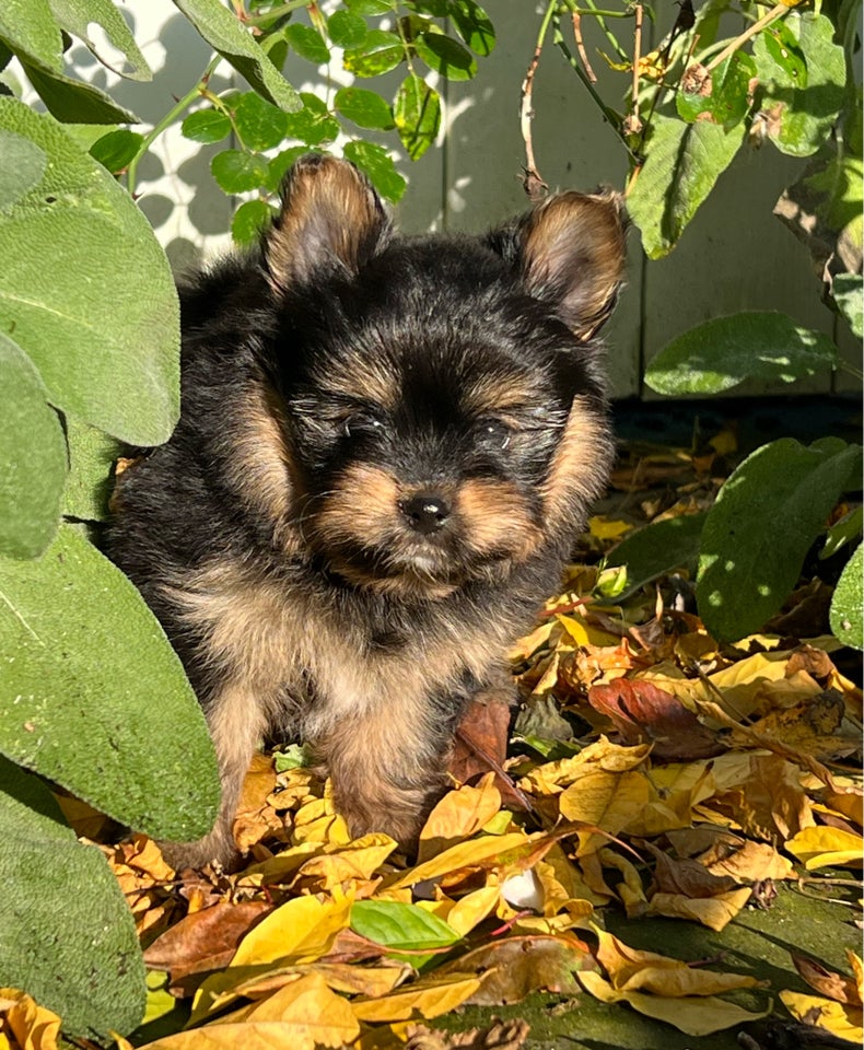 Pomeranian, hund, 5 år