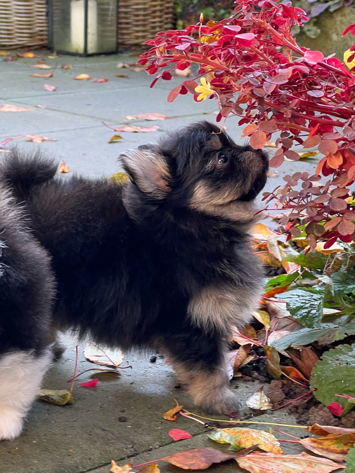 Pomeranian, hund, 5 år