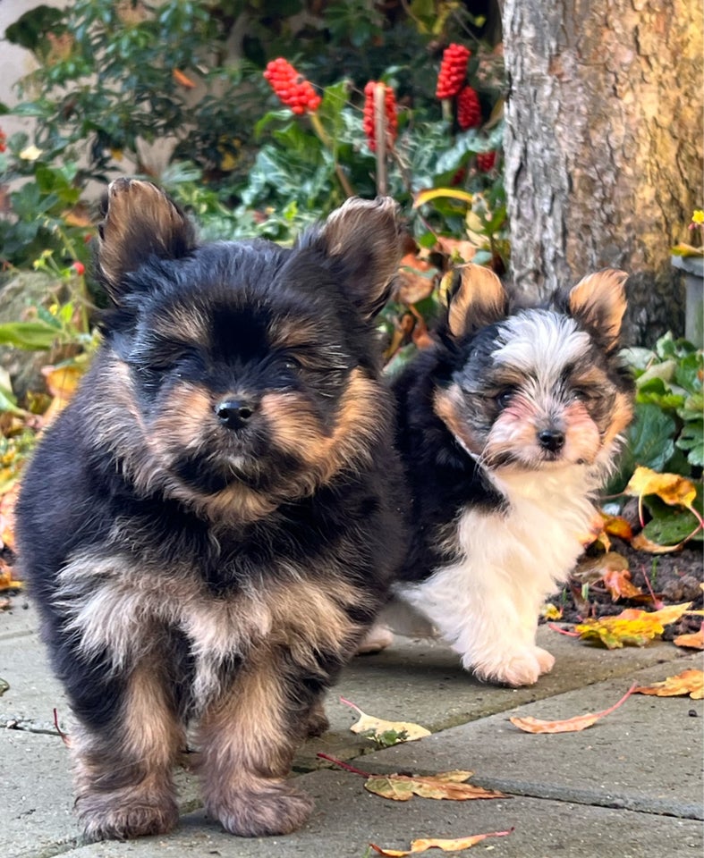 Pomeranian, hund, 5 år