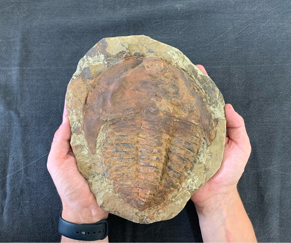 Fossiler, Kæmpe Trilobit