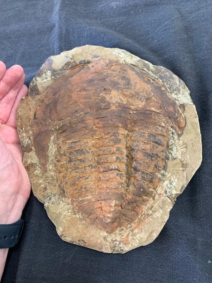 Fossiler, Kæmpe Trilobit