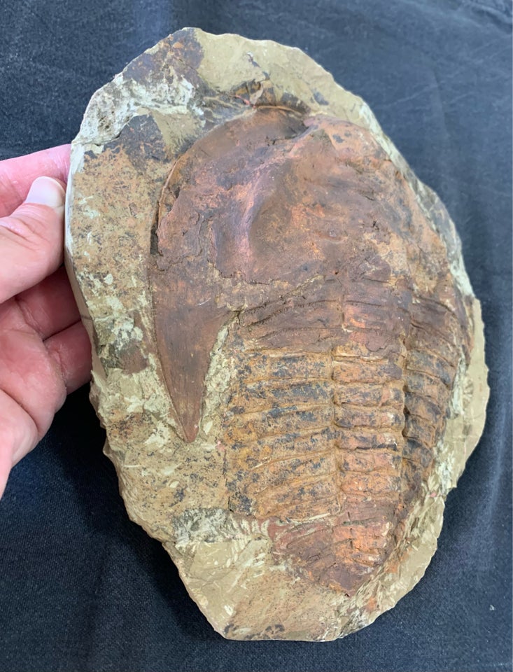 Fossiler, Kæmpe Trilobit