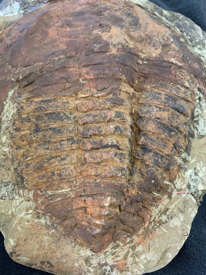 Fossiler, Kæmpe Trilobit