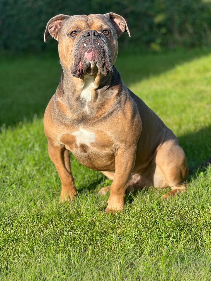 Old english bulldog, hanhund, 4 år