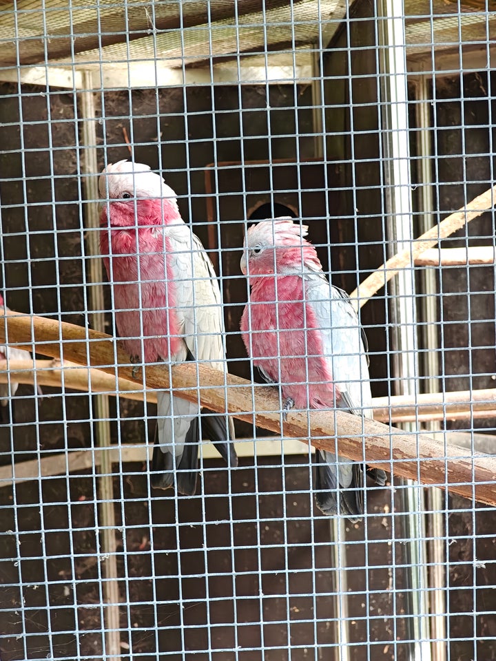 Papegøje Kakadue Amazone