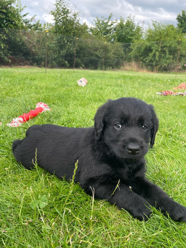 Puddel/ Labrador (Labradoodle) 