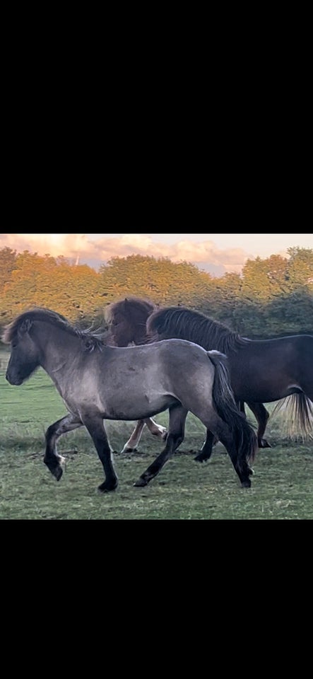 Islænder, hingst, 2 år