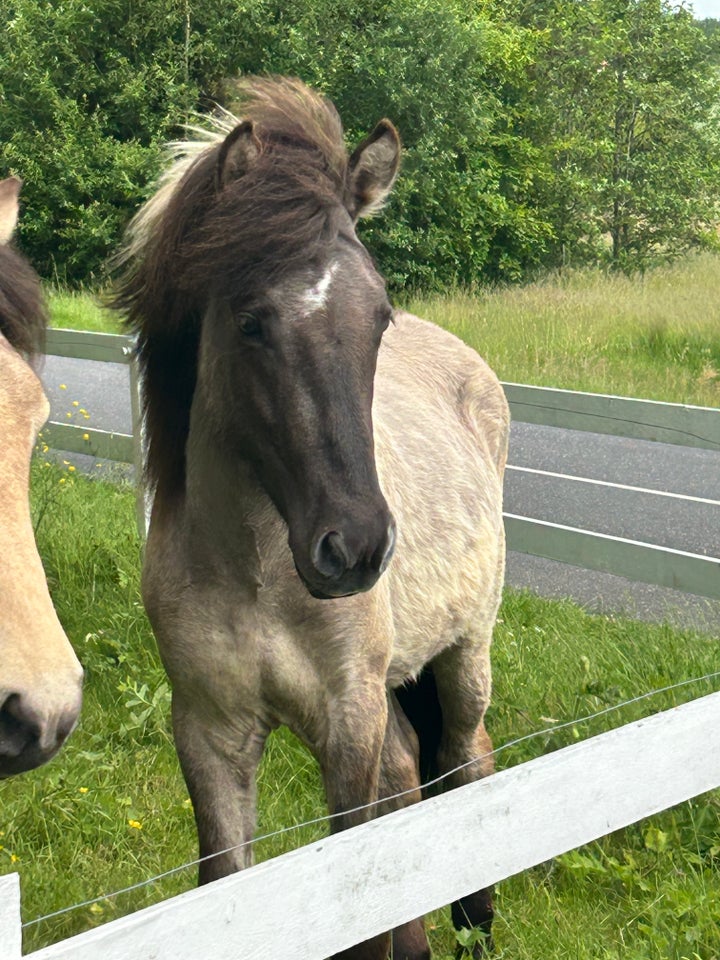 Islænder, hingst, 2 år