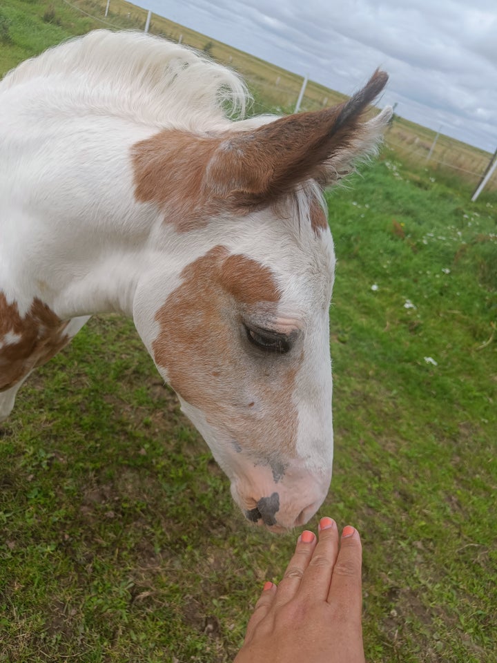 Irish Cob Crossbreed hingst 0 år