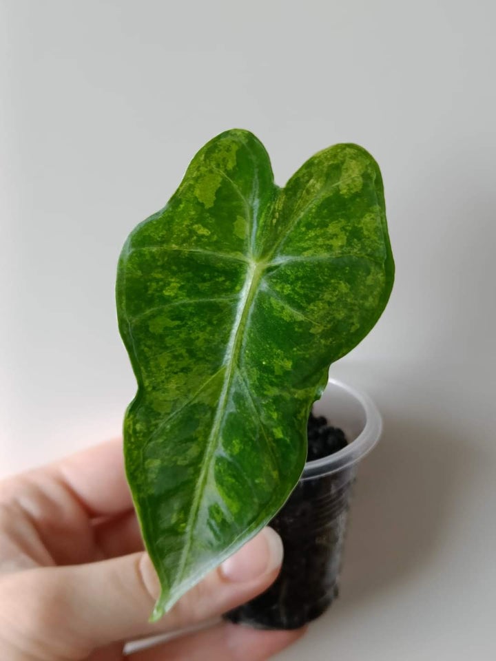 Alocasia Frydek green on green