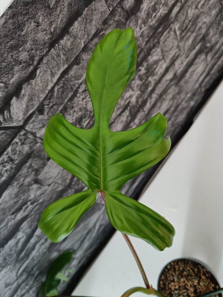 Philodendron Florida