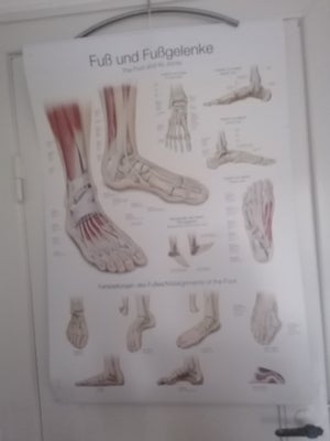 Anatomisk plakat Erler Zimmer