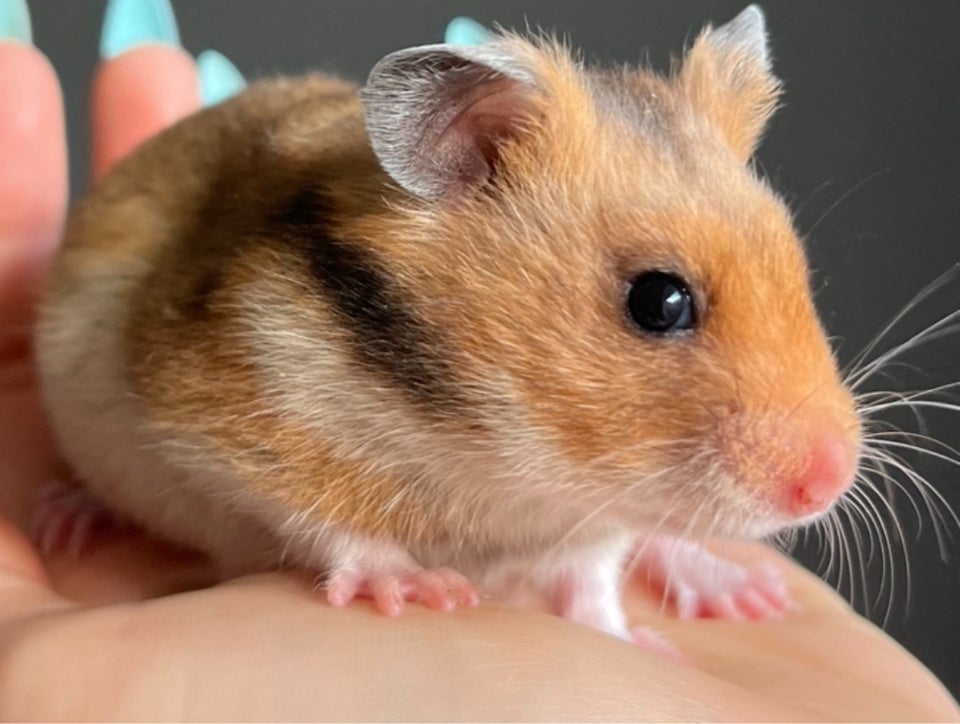 Hamster, Guldhamster, 0 år