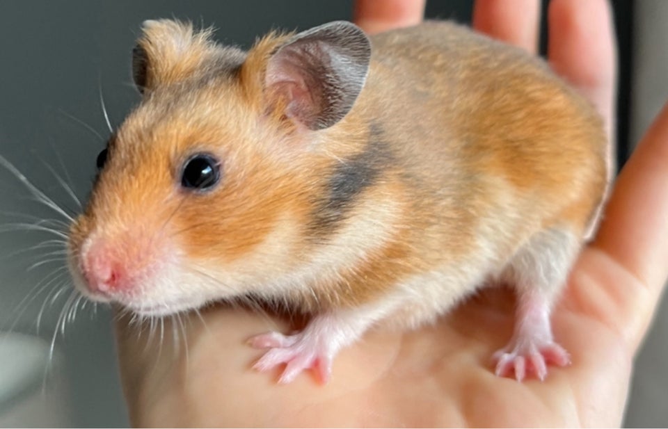 Hamster, Guldhamster, 0 år