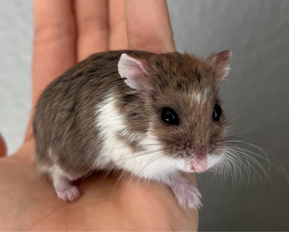 Hamster Roborovski dværghamster