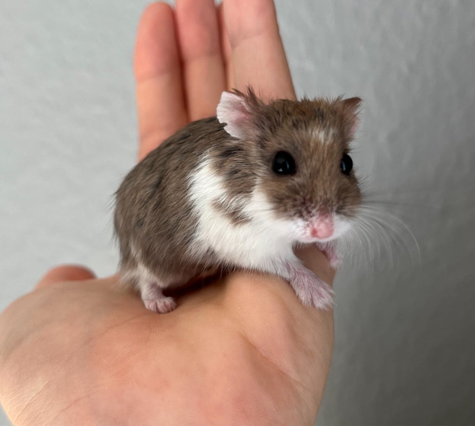 Hamster Roborovski dværghamster