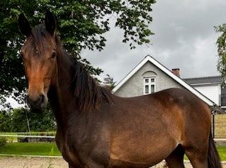 Dansk Varmblod hoppe 1 år