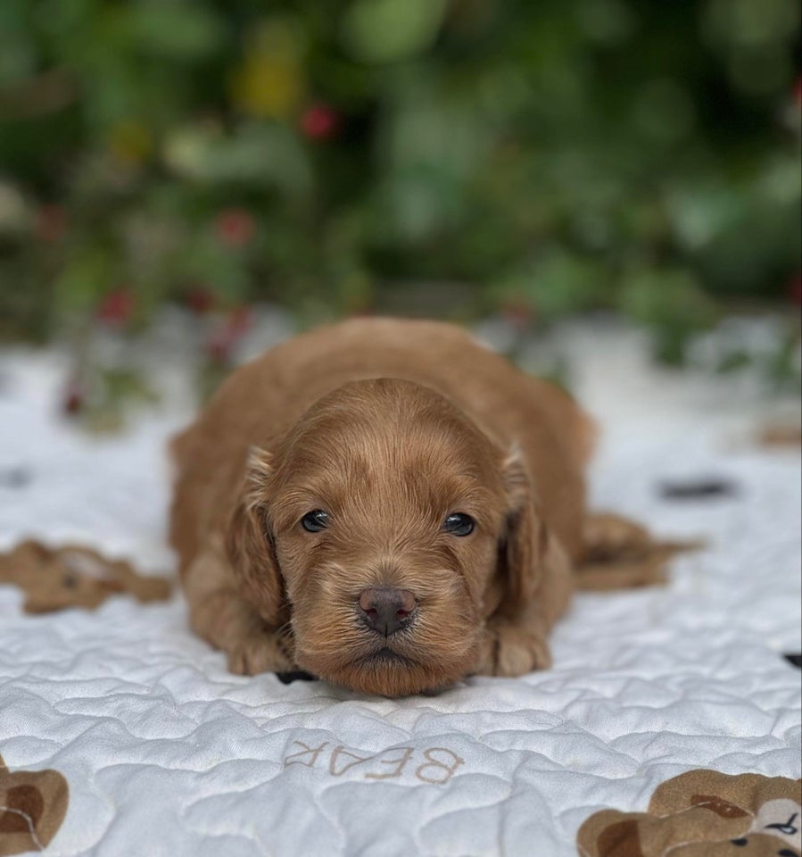 Cockapoo MINI F1, hvalpe, 3 uger