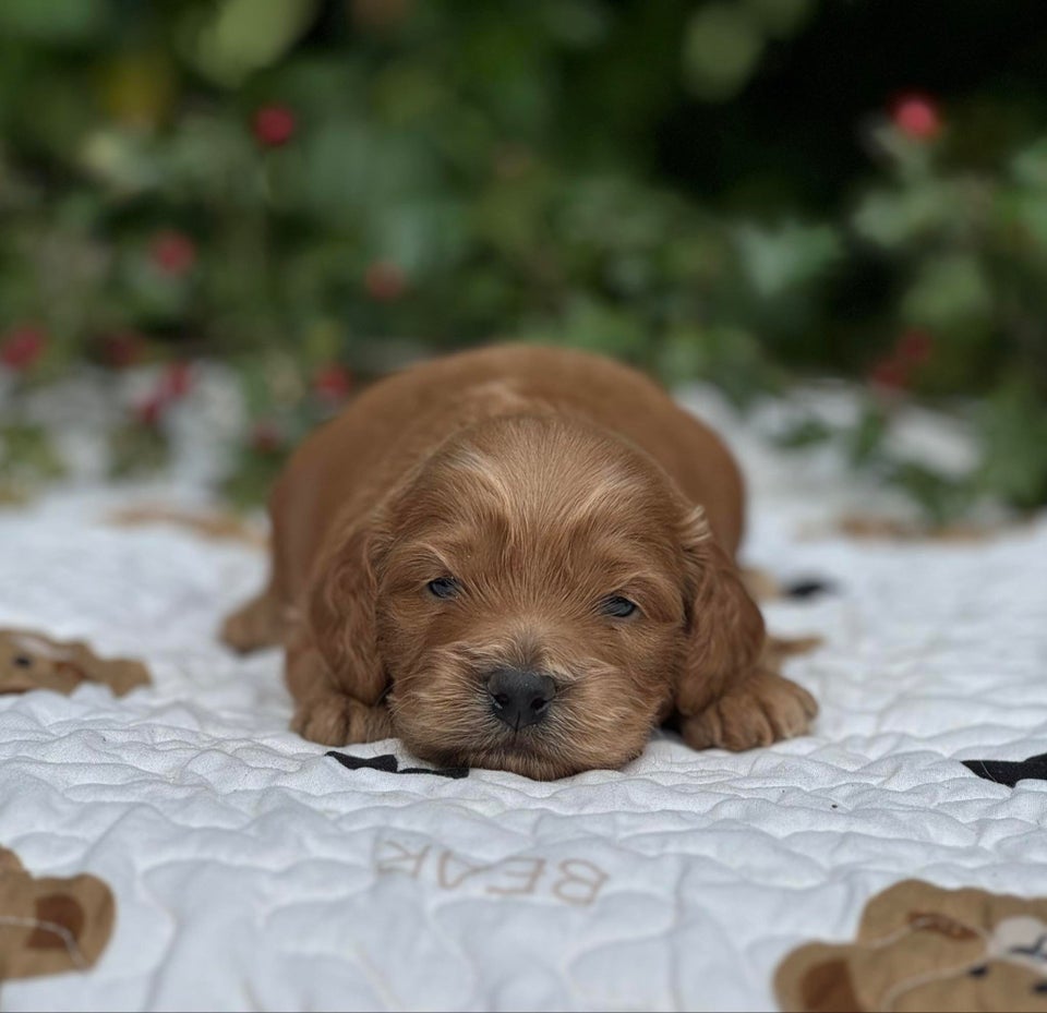 Cockapoo MINI F1, hvalpe, 3 uger