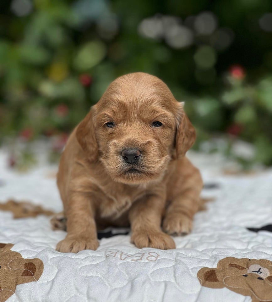 Cockapoo MINI F1, hvalpe, 3 uger