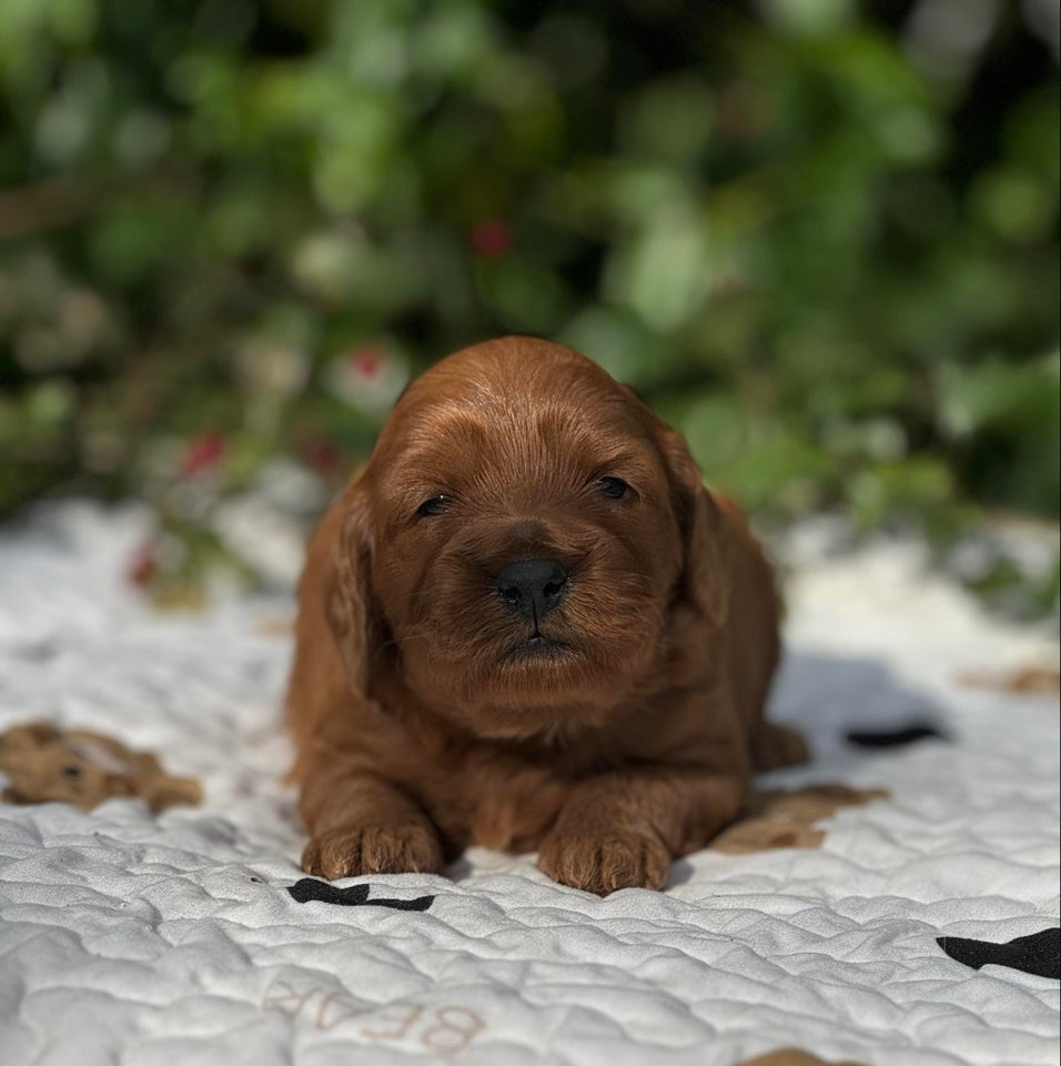 Cockapoo MINI F1, hvalpe, 3 uger