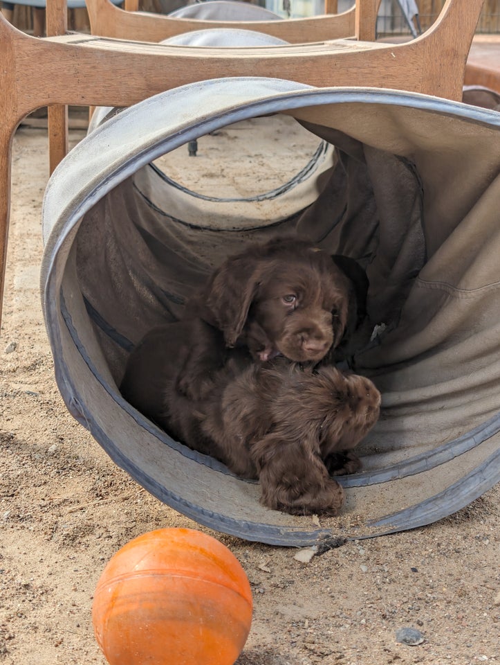 Sussex Spaniel