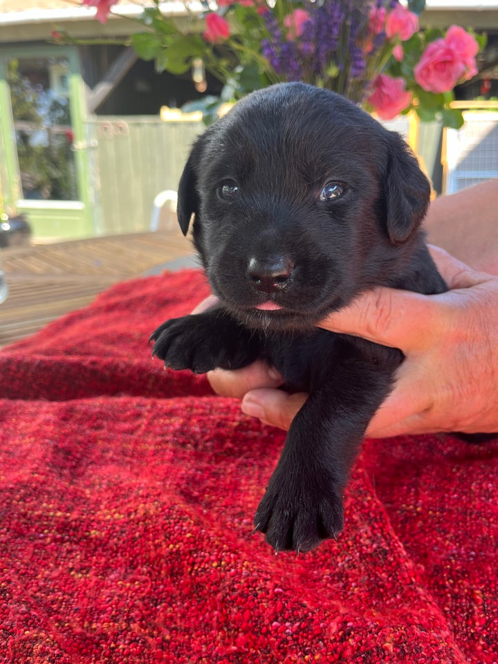 Hundehvalpe fra Labradoodle