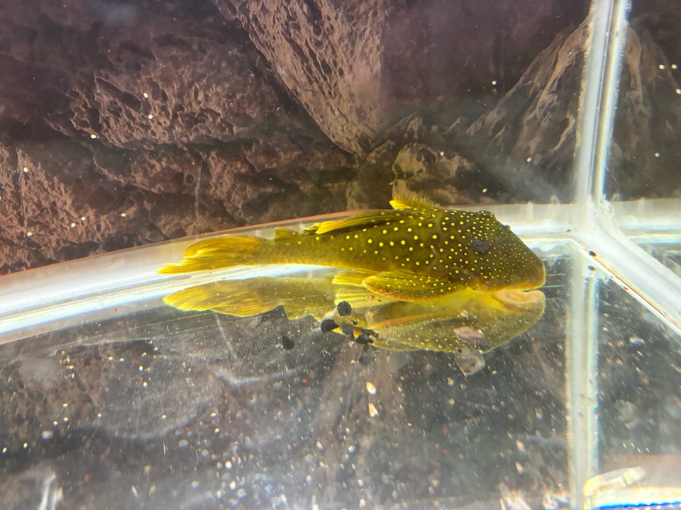 Pleco L200, 1 stk.